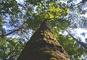 Asociación medioambiental